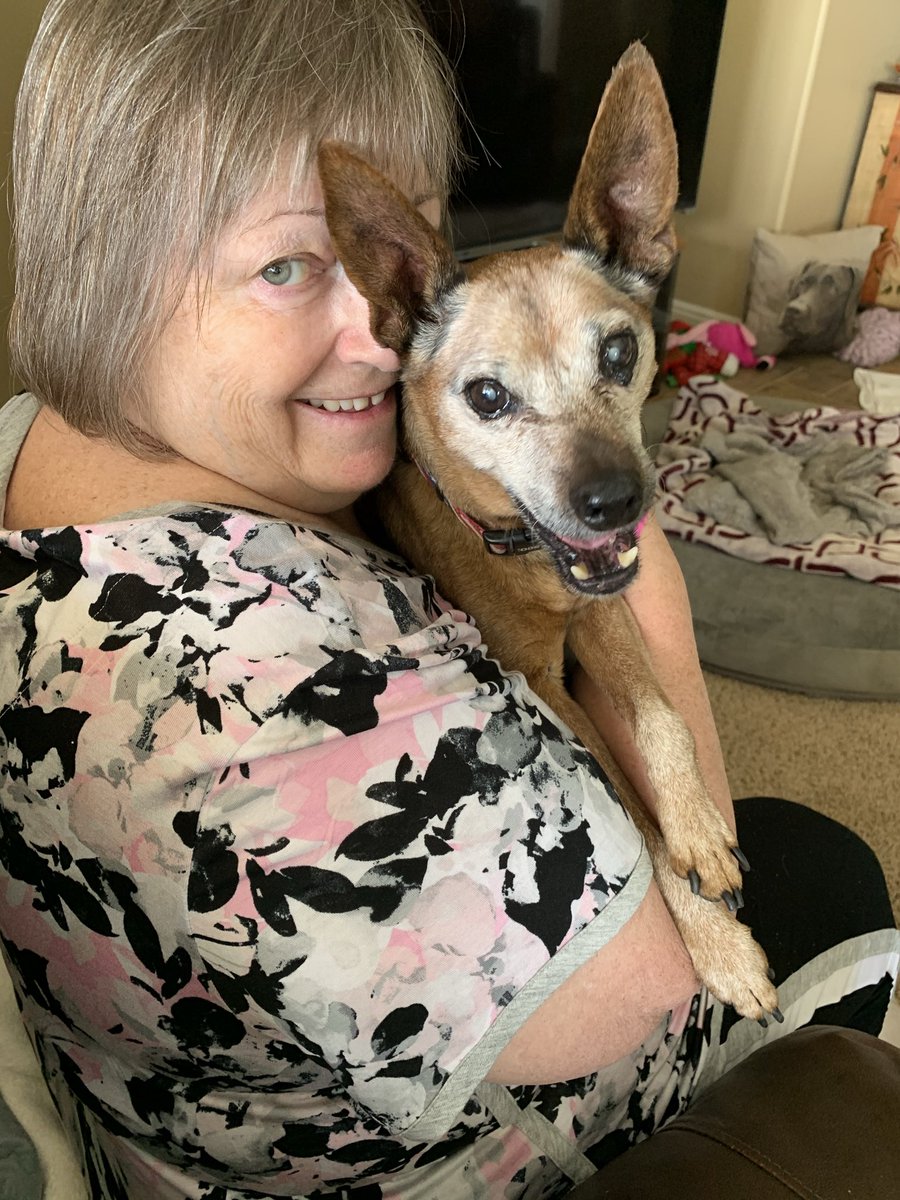 kimmy5zon's tweet photo. Frosted Faces Foundation is a worthy, reputable organization. 

They save lives every day; senior dogs and cats who would make perfect companions, but because of their age, might be ignored. FFF gives them hope, gives them an extra chance. 

The Foundation offers tours and Open Houses. There’s nothing quite like sitting on the patio in the “Littles” yard and having 20 tiny, senior dogs come hopping over for pets. They’re absolutely filled with love. You’ll be filled with love too! There are also yards for “bigs” and special accommodations for dogs and cats who need a little extra TLC. Visit them! YOU WILL LOVE IT! (Ramona, CA, San Diego County)

Please consider supporting them.

https://t.co/qFmHmZlcKC

Please meet my FFF dog, DUKE! Dukie was the bravest dog I’ve ever met. It was an honor to walk beside him in his final chapter. You made me a better person, DUKE! THANK YOU! 

(Pics of WARRIOR DUKE! ❤️✊🏻🐾)