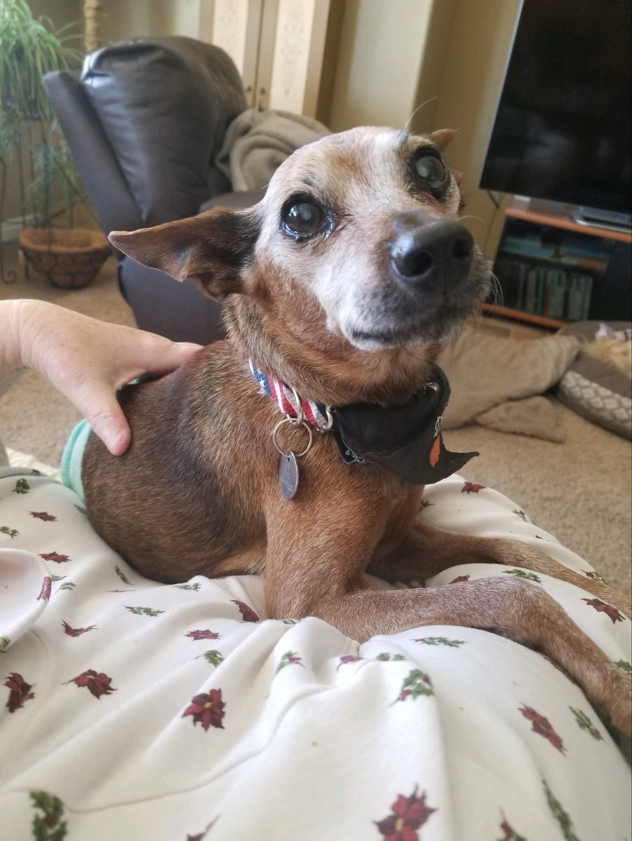 kimmy5zon's tweet photo. Frosted Faces Foundation is a worthy, reputable organization. 

They save lives every day; senior dogs and cats who would make perfect companions, but because of their age, might be ignored. FFF gives them hope, gives them an extra chance. 

The Foundation offers tours and Open Houses. There’s nothing quite like sitting on the patio in the “Littles” yard and having 20 tiny, senior dogs come hopping over for pets. They’re absolutely filled with love. You’ll be filled with love too! There are also yards for “bigs” and special accommodations for dogs and cats who need a little extra TLC. Visit them! YOU WILL LOVE IT! (Ramona, CA, San Diego County)

Please consider supporting them.

https://t.co/qFmHmZlcKC

Please meet my FFF dog, DUKE! Dukie was the bravest dog I’ve ever met. It was an honor to walk beside him in his final chapter. You made me a better person, DUKE! THANK YOU! 

(Pics of WARRIOR DUKE! ❤️✊🏻🐾)