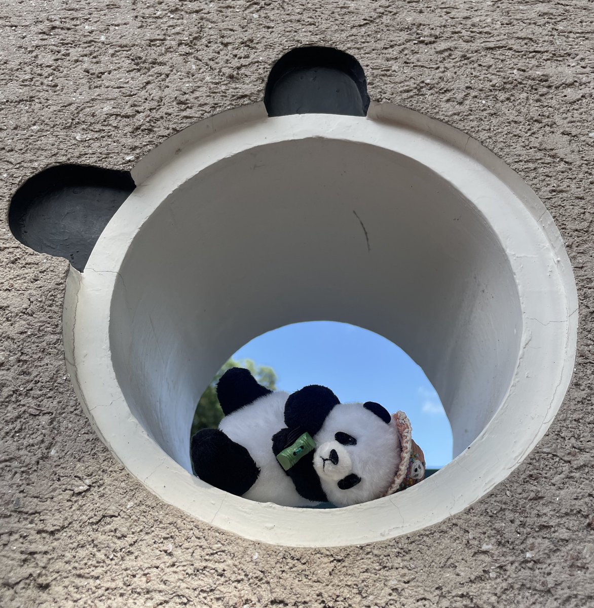 azuxiang's tweet photo. シャンシャンのお家
工事中止にして、そのお金で獣舎にエアコンつけましょ！ https://t.co/d2B3enVhSe
