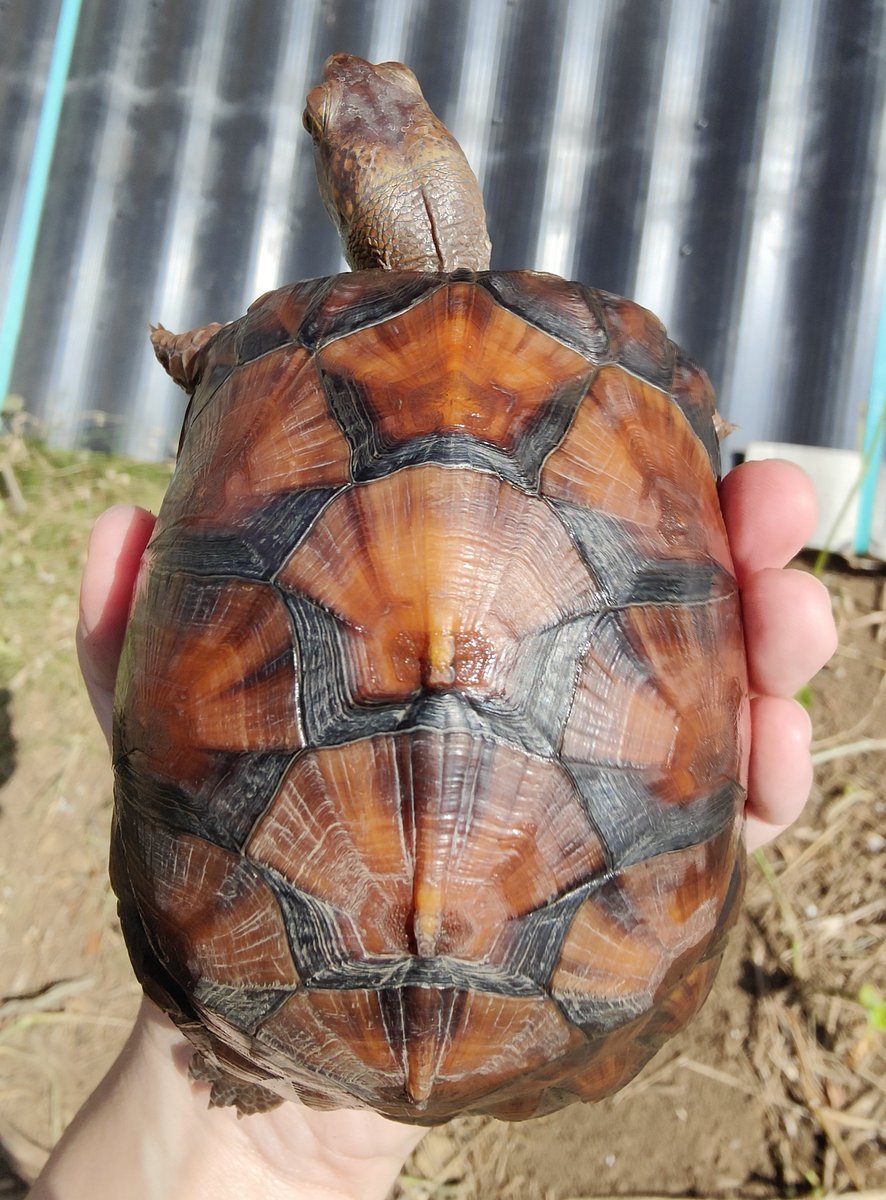 highbork's tweet photo. myトウブハコガメ
くっきりミゾの気配
一ヶ月成長線がビタ止まりしてたからむしろ良い傾向
本当に外に慣れたんだね～！
右面の顔が何とも言えん発色でかわいい。憧れのメス親には似なさそう。 https://t.co/ku5yzGumEN
