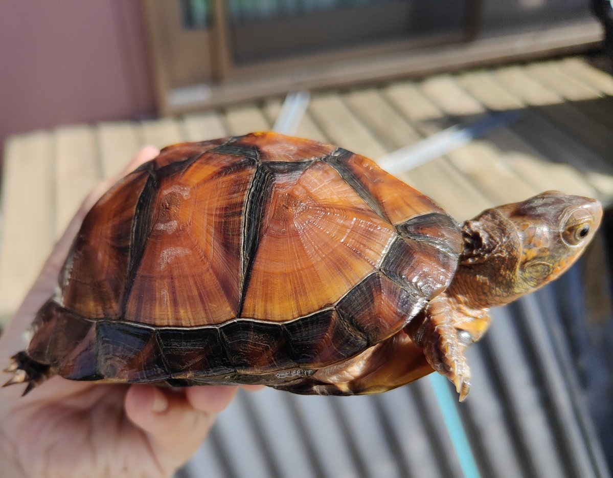 highbork's tweet photo. myトウブハコガメ
くっきりミゾの気配
一ヶ月成長線がビタ止まりしてたからむしろ良い傾向
本当に外に慣れたんだね～！
右面の顔が何とも言えん発色でかわいい。憧れのメス親には似なさそう。 https://t.co/ku5yzGumEN