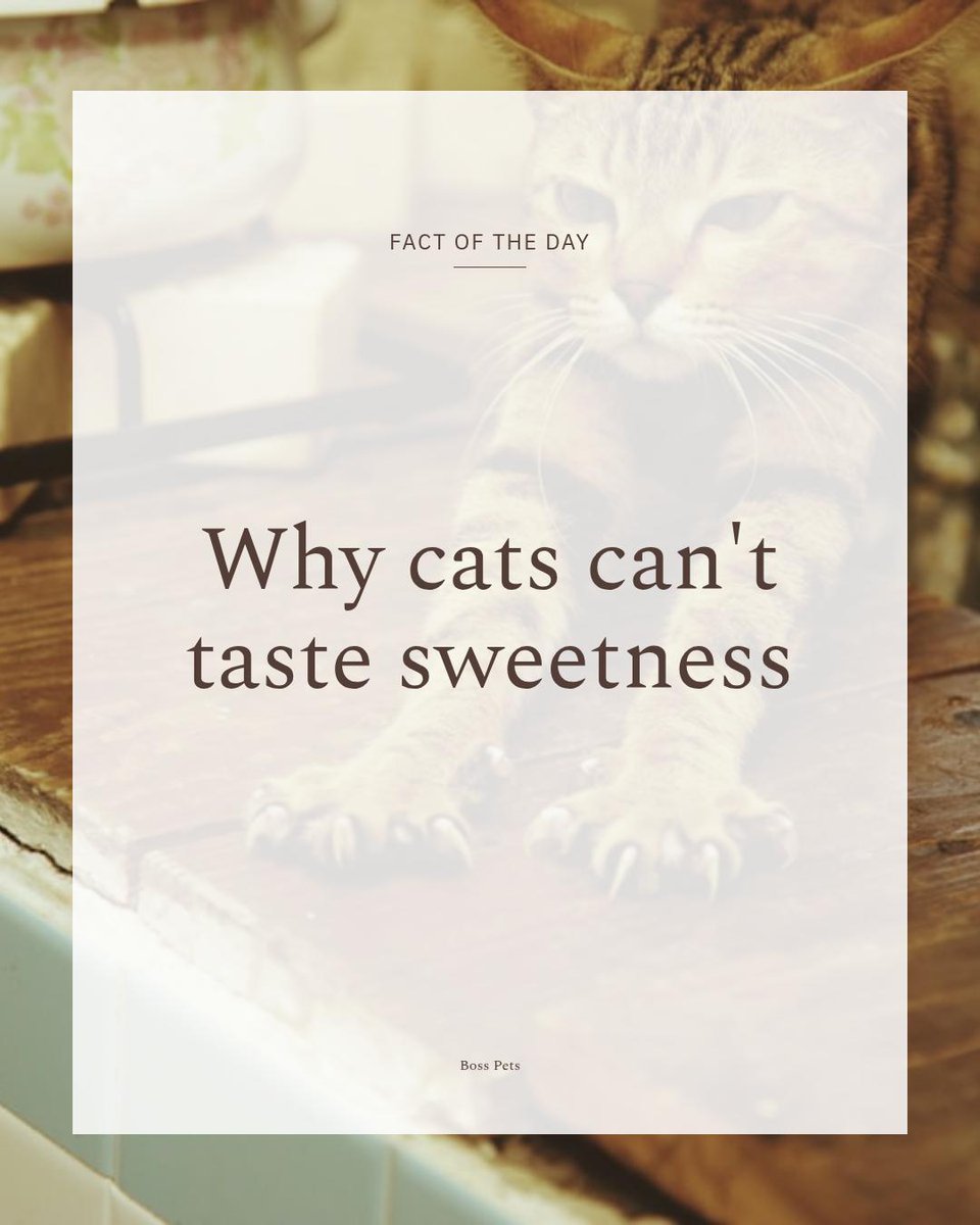BossPets's tweet photo. Fact: Many cats lack sweet taste receptors, so high‑carb treats can harm digestion. Prefer low‑fermentable proteins, controlled carbs &amp; slow transitions with vet input. Boss Pets has low‑carb formulas &amp; transition kits. #Cats #CatCare Tap the link in bio. https://t.co/mNQh1FIGTZ