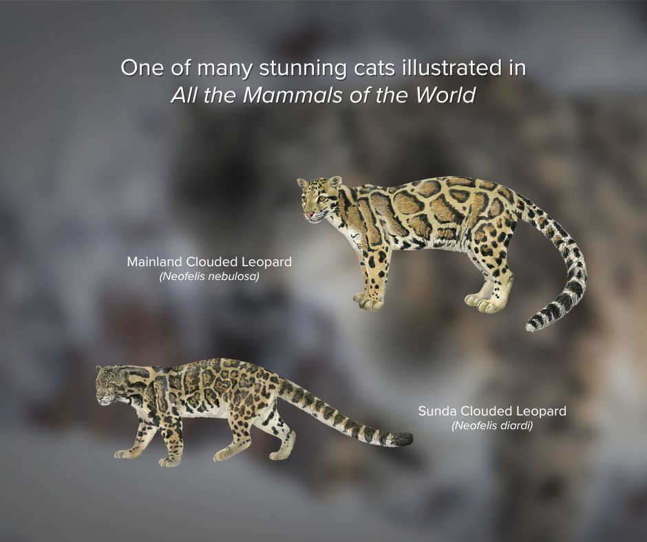 lynxnaturebooks's tweet photo. Today, on International Clouded Leopard Day, we celebrate some of the world’s most mysterious and remarkable wild cats: the clouded leopards of the genus Neofelis. Have you ever seen a clouded leopard, or is one on your wildlife bucket list? ☁️🐆
#CloudedLeopardDay #WildCats https://t.co/VU3fLrnM1a