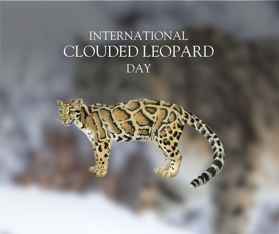lynxnaturebooks's tweet photo. Today, on International Clouded Leopard Day, we celebrate some of the world’s most mysterious and remarkable wild cats: the clouded leopards of the genus Neofelis. Have you ever seen a clouded leopard, or is one on your wildlife bucket list? ☁️🐆
#CloudedLeopardDay #WildCats https://t.co/VU3fLrnM1a