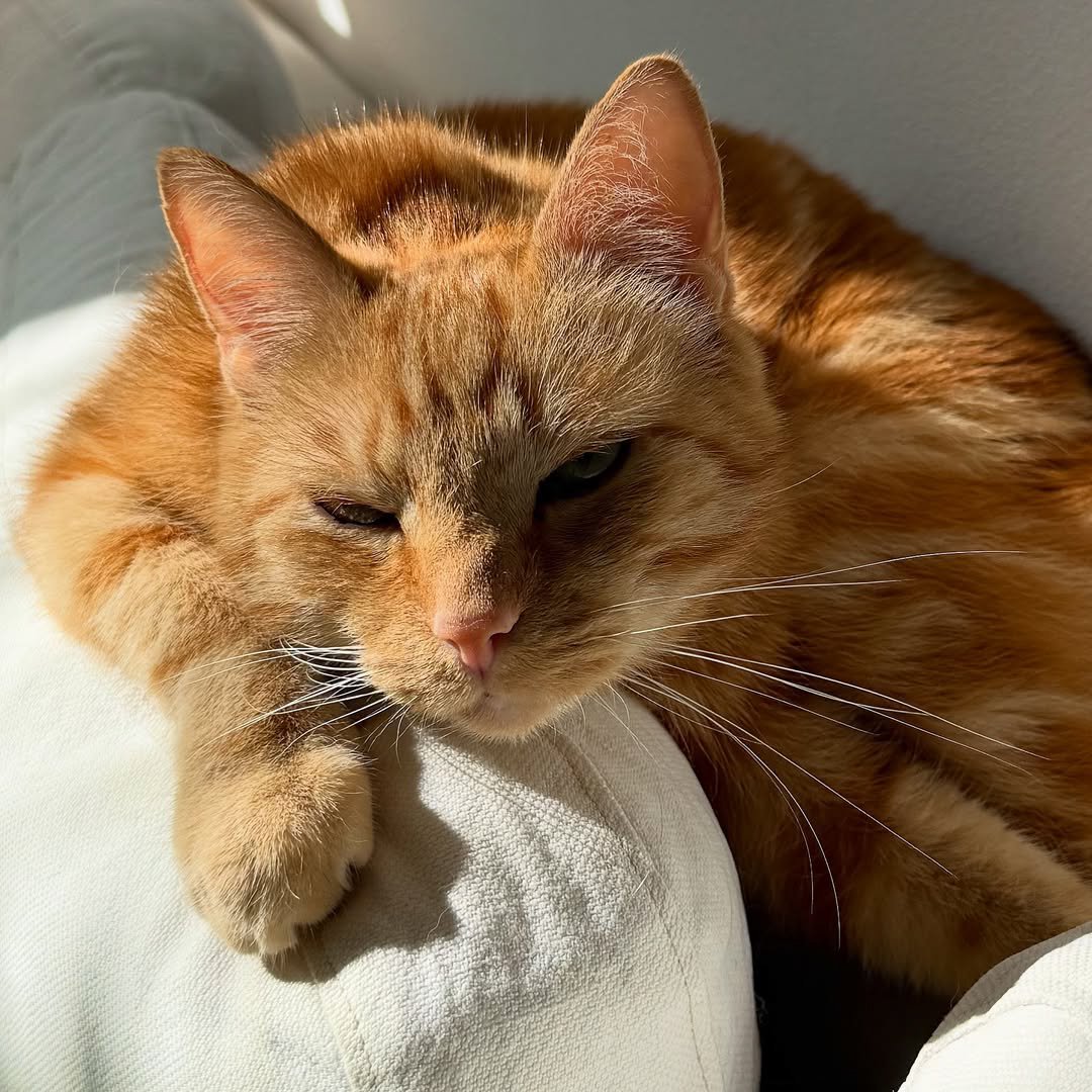 Miaw's tweet photo. https://t.co/9vGAn6NW0E