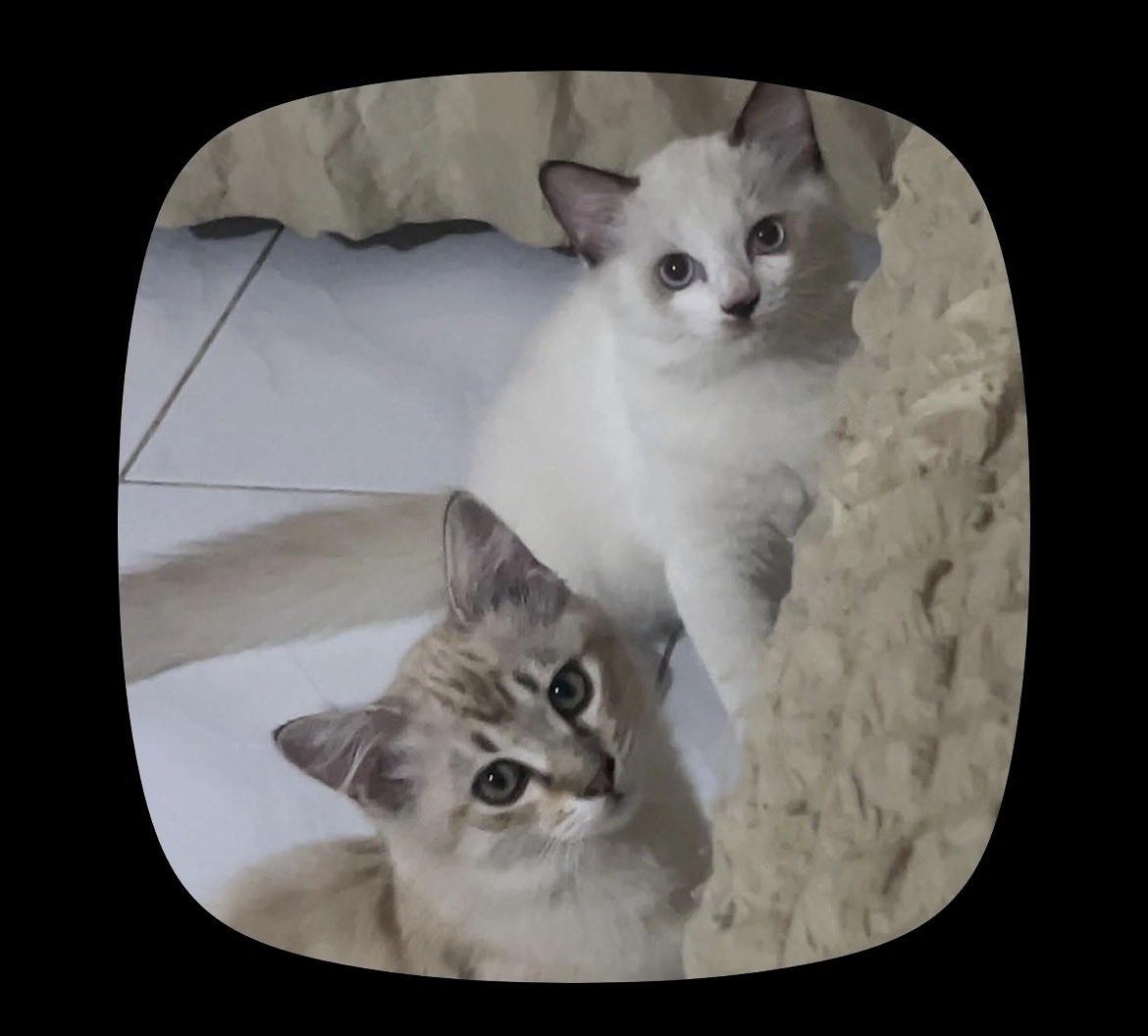 koii14en's tweet photo. dips siapa tau ada yg kesepian di kos mau jdi babu, kucing aku yang ini lagi hamil udah ke2 kalinya, rencana dari kitten emg udah mau open adopt aja
itu yang samping 2 majikan kecil anaknya jugaaa klo mau tanya tanya boleh bgt dm yaw https://t.co/uds71Rgseq