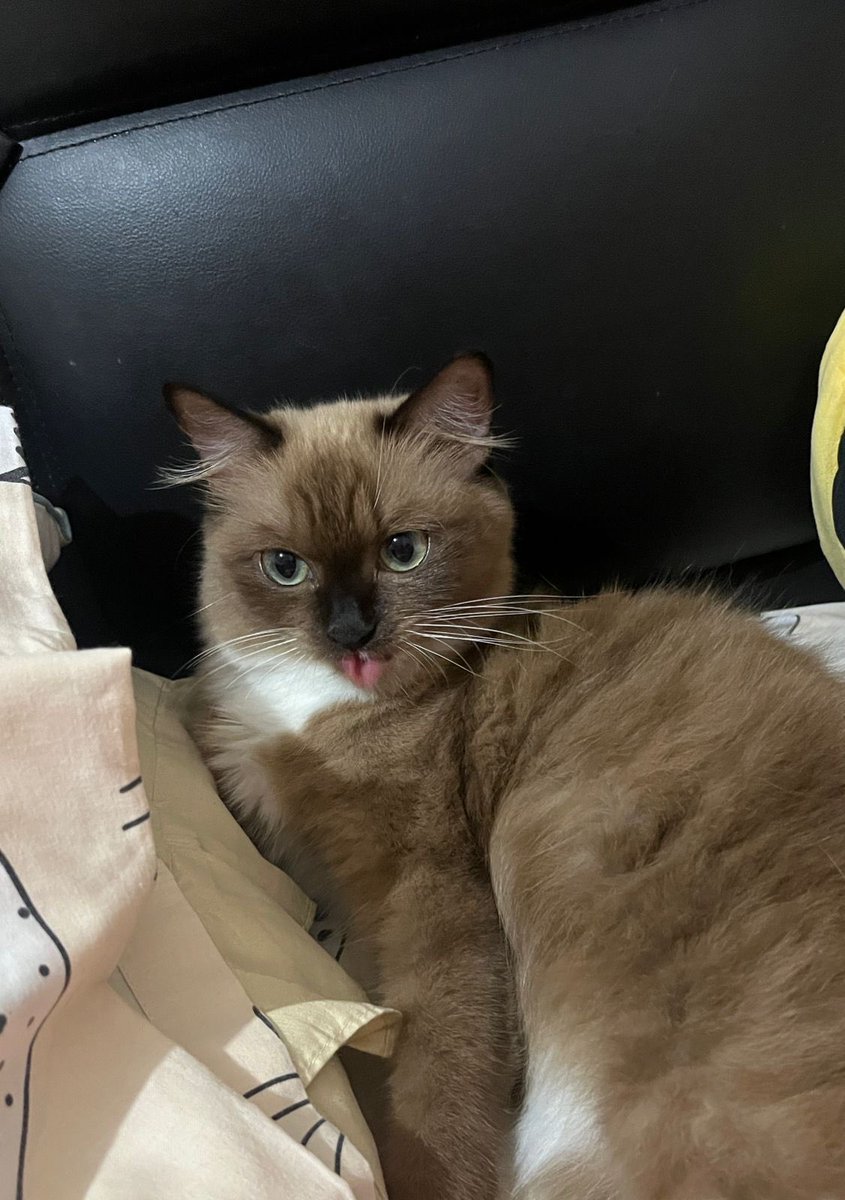 koii14en's tweet photo. dips siapa tau ada yg kesepian di kos mau jdi babu, kucing aku yang ini lagi hamil udah ke2 kalinya, rencana dari kitten emg udah mau open adopt aja
itu yang samping 2 majikan kecil anaknya jugaaa klo mau tanya tanya boleh bgt dm yaw https://t.co/uds71Rgseq
