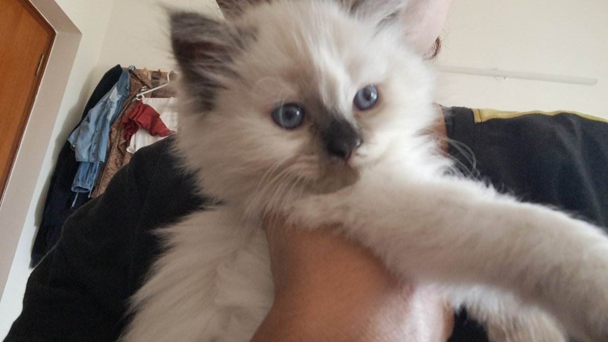 sakssui's tweet photo. My gf was so high she called this kitty a “loafer” instead of a bread loaf and started laughing 🧍‍♀️💀 @gayotron https://t.co/HHekQAW89q