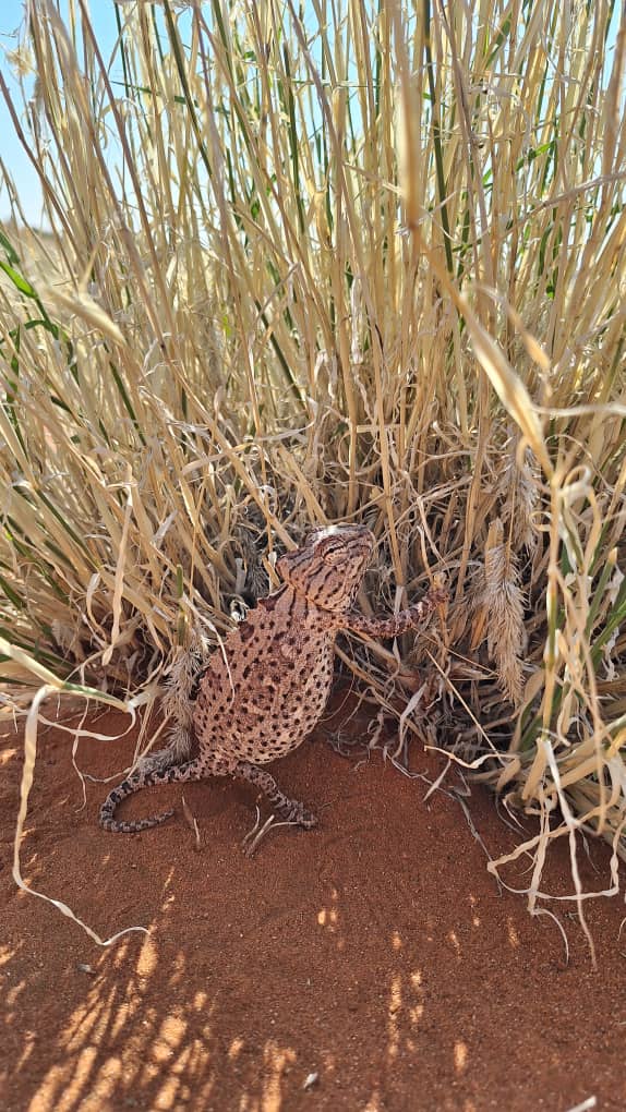RandNamib's tweet photo. If you blink, and you might miss it!
It's always special to find a Namaqua Chameleon on the Reserve, so perfectly matched to the colours of the earth.

Proof that the desert hides the best secrets. #namib_rand #NamaquaChameleon #NatureCamouflage #DesertDetails https://t.co/hJi4ppE9MC