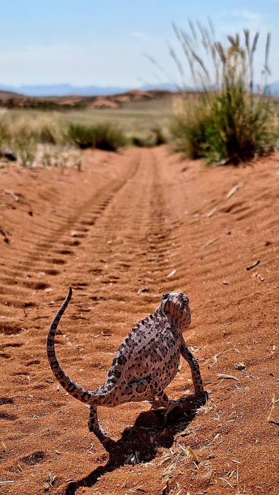 RandNamib's tweet photo. If you blink, and you might miss it!
It's always special to find a Namaqua Chameleon on the Reserve, so perfectly matched to the colours of the earth.

Proof that the desert hides the best secrets. #namib_rand #NamaquaChameleon #NatureCamouflage #DesertDetails https://t.co/hJi4ppE9MC