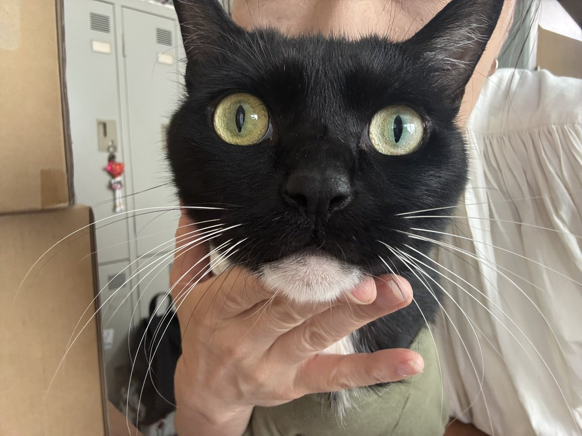 goofyumi's tweet photo. 今朝はゲロもなくて良かった
帰ってからちょびのケージを分解したら奥の方猫砂が出るわ出るわ😭
外にかき出すのやめてほしいわ https://t.co/gjdBeMOJNv