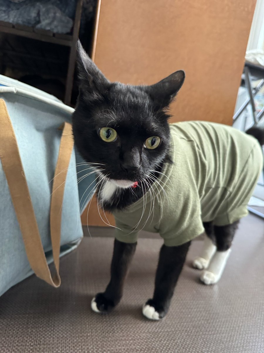 goofyumi's tweet photo. 今朝はゲロもなくて良かった
帰ってからちょびのケージを分解したら奥の方猫砂が出るわ出るわ😭
外にかき出すのやめてほしいわ https://t.co/gjdBeMOJNv