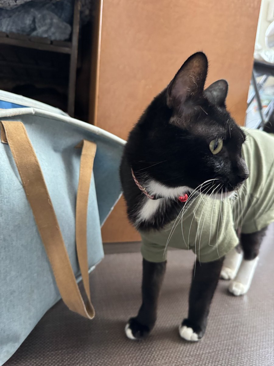 goofyumi's tweet photo. 今朝はゲロもなくて良かった
帰ってからちょびのケージを分解したら奥の方猫砂が出るわ出るわ😭
外にかき出すのやめてほしいわ https://t.co/gjdBeMOJNv