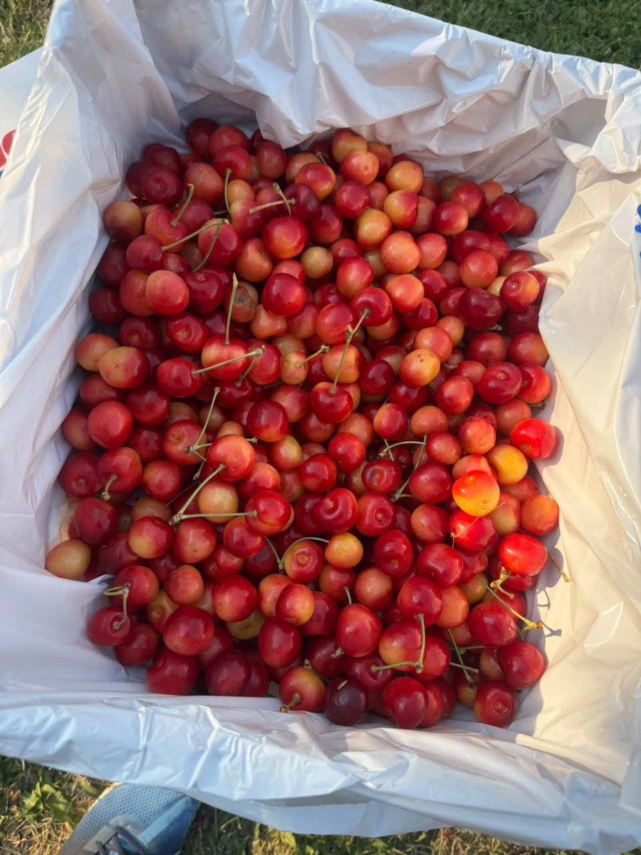 h44434_huff's tweet photo. 🍒🍒🍒🍒 https://t.co/CGPwJ0EGVa