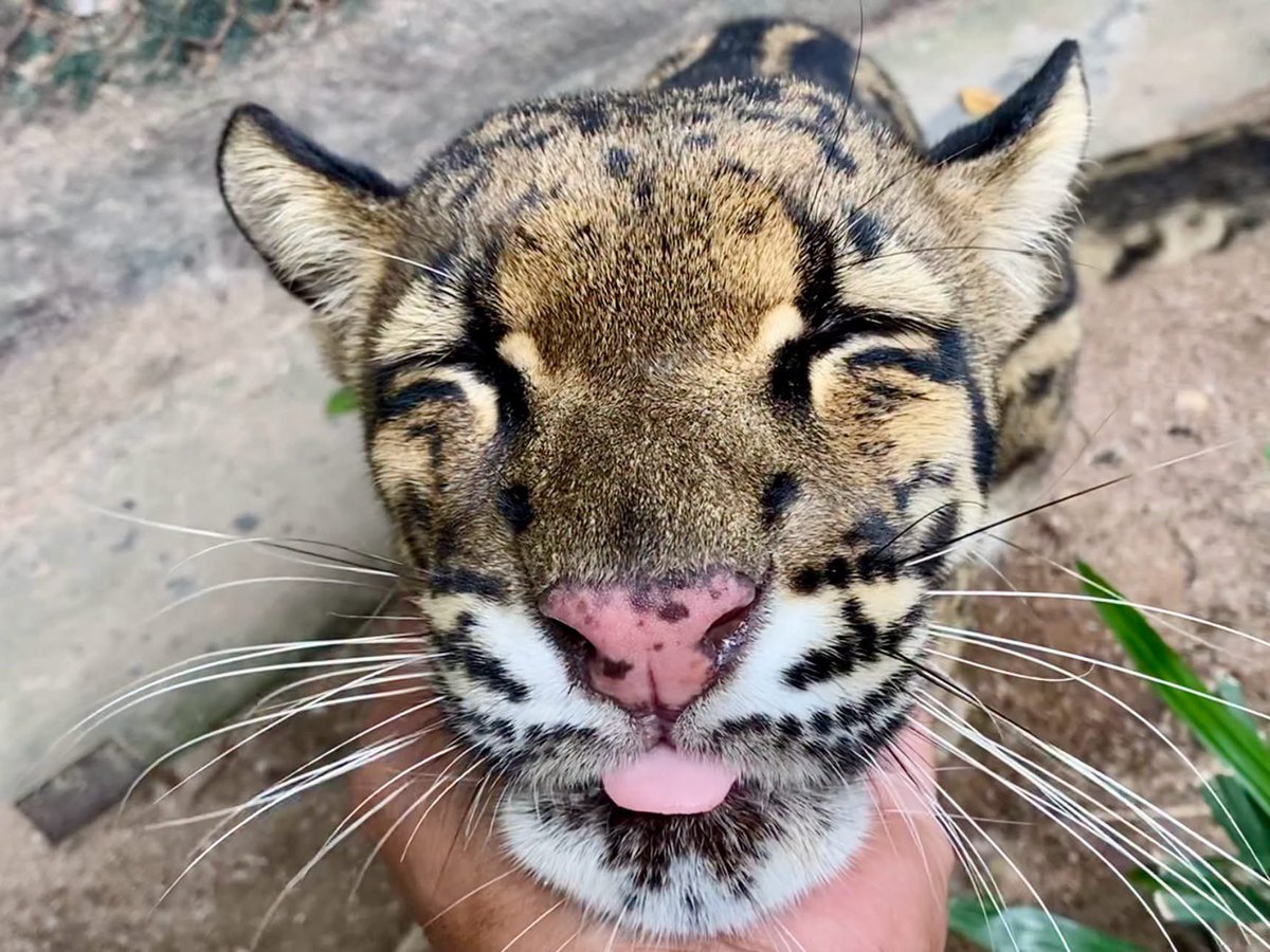 BewithMarkLee82's tweet photo. 4 สิงหาคม วันเสือลายเมฆสากล (International Clouded Leopard Day)

ปีนี้วันเกิดคุณมาร์คได้ร่วมกันระดมทุนเพื่อช่วยอนุรักษ์น้องเสือลายเมฆ ซึ่งจัดอยู่ในกลุ่มสัตว์ใกล้สูญพันธุ์ หวังว่ากำลังเล็ก ๆ ของพวกเราจะช่วยให้น้อง ๆ เติบโตได้อีกนานเท่านาน 🐆💙

#วันเสือลายเมฆสากล #CloudedLeopard https://t.co/6udhggZ8Yv