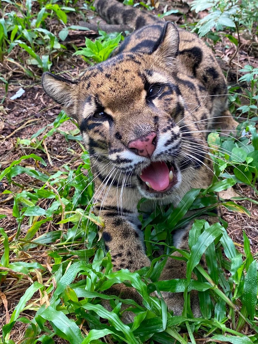 BewithMarkLee82's tweet photo. 4 สิงหาคม วันเสือลายเมฆสากล (International Clouded Leopard Day)

ปีนี้วันเกิดคุณมาร์คได้ร่วมกันระดมทุนเพื่อช่วยอนุรักษ์น้องเสือลายเมฆ ซึ่งจัดอยู่ในกลุ่มสัตว์ใกล้สูญพันธุ์ หวังว่ากำลังเล็ก ๆ ของพวกเราจะช่วยให้น้อง ๆ เติบโตได้อีกนานเท่านาน 🐆💙

#วันเสือลายเมฆสากล #CloudedLeopard https://t.co/6udhggZ8Yv