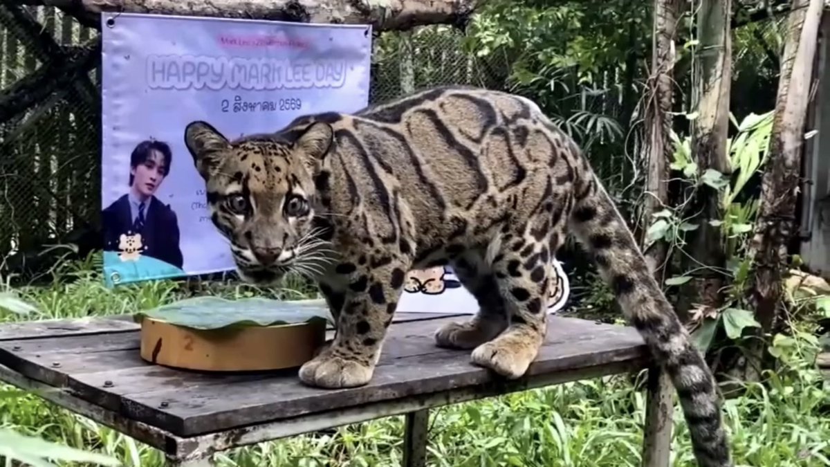 BewithMarkLee82's tweet photo. 4 สิงหาคม วันเสือลายเมฆสากล (International Clouded Leopard Day)

ปีนี้วันเกิดคุณมาร์คได้ร่วมกันระดมทุนเพื่อช่วยอนุรักษ์น้องเสือลายเมฆ ซึ่งจัดอยู่ในกลุ่มสัตว์ใกล้สูญพันธุ์ หวังว่ากำลังเล็ก ๆ ของพวกเราจะช่วยให้น้อง ๆ เติบโตได้อีกนานเท่านาน 🐆💙

#วันเสือลายเมฆสากล #CloudedLeopard https://t.co/6udhggZ8Yv