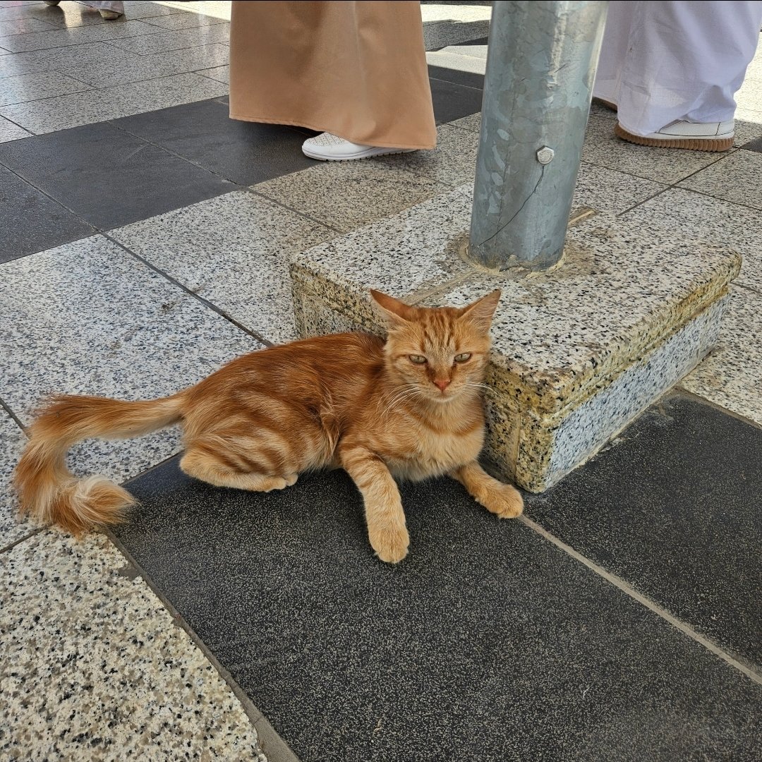 Alighafir2's tweet photo. Mosquée de Quba, Al Madinah Al Mounawara🇸🇦 https://t.co/zHgCqPgBc5