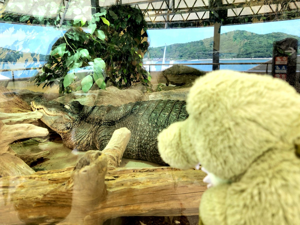 i_two_waally's tweet photo. 🐊鳥羽水族館でワニさんに会ったよぉ〜〃
　ワニさんはねんねしてたよぉ〜〃
　ワーリーもねんね大好き〜〃

#ワーリー
#うちのワーリー
#アイツーんちのワーリーボイス
#鳥羽水族館

※声が出ます https://t.co/nGnSF1uzI7