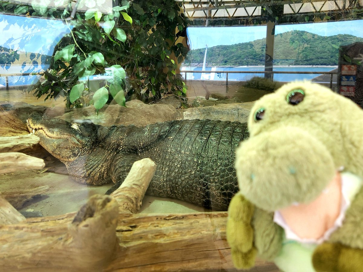 i_two_waally's tweet photo. 🐊鳥羽水族館でワニさんに会ったよぉ〜〃
　ワニさんはねんねしてたよぉ〜〃
　ワーリーもねんね大好き〜〃

#ワーリー
#うちのワーリー
#アイツーんちのワーリーボイス
#鳥羽水族館

※声が出ます https://t.co/nGnSF1uzI7