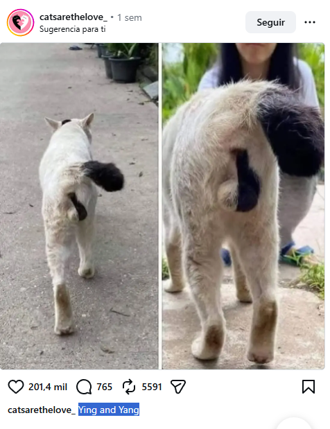 mistraxbt's tweet photo. This cat has balls that are half white and half black.   

They’ve literally named him ‘Yin Yang’ and he’s going viral.  Is not funny ?   

Instagram
https://t.co/X8UW9Mt8sU https://t.co/f875pUl56s