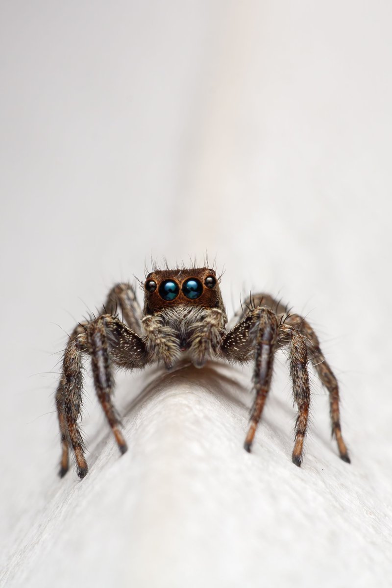 earthcurated's tweet photo. Meet the Jumping Spider: Your Friendly Neighborhood Acrobat https://t.co/CgTTD4rFDc