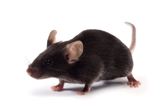epivinf's tweet photo. 📢 We have a new publication!
The study led by our partner @CReSA_r with the collaboration of @IrsiCaixa provides important insights into the possible causes of long COVID.
Read further 👉 https://t.co/3qRqo5ZFgD
Link to article 👉 https://t.co/UhURtM9qxv https://t.co/atgb9YVwL0