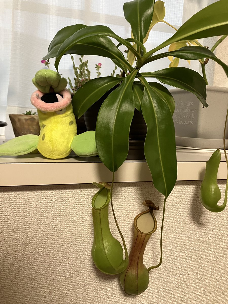 anamitsu's tweet photo. コレがやりたかった https://t.co/SMpS72LhVL