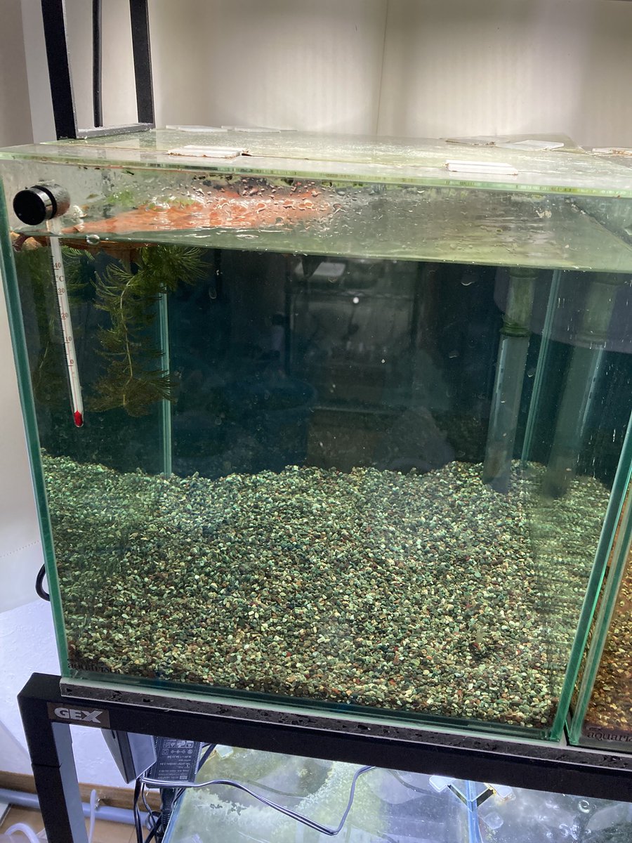 bf_characin's tweet photo. 明日、今まで手を出してこなかったジャンルのカラシンが来るので水槽を空けた https://t.co/FkpRUCJfOB