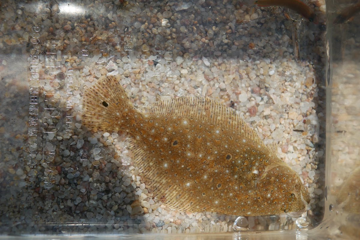 Cikatic's tweet photo. 新潟県北の美しい海岸で網を手に魚を追った。 https://t.co/W99ltGKEpS