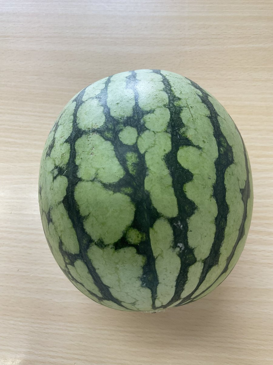 sakai_ph's tweet photo. 今日、お客さまからスイカをいただきました！
うれしかった〜
あまり冷やさずに、しっかり甘みを味わいたいと思います。
ありがとうございました！ https://t.co/9rAjEl52W2