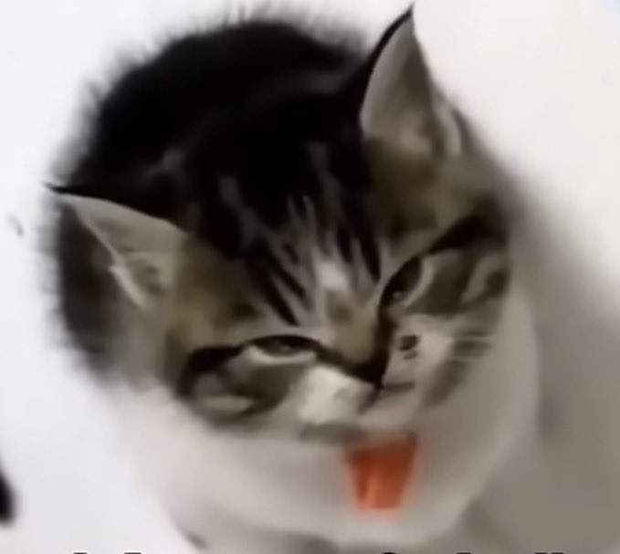 torhva77's tweet photo. @TheCordyLover Meow https://t.co/zV9Pf5uROV
