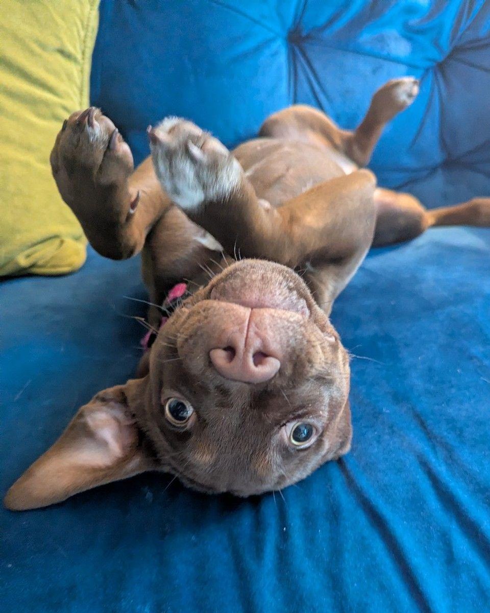 DT_Leeds's tweet photo. Little Treacle has been in her forever home for almost 9 months and she's gone from an unwanted #puppy to a treasured family member. 🥰

Are you hoping to welcome a #RescueDog into your life soon? Find out how 👉 https://t.co/n8tF3EJmTk

#AdoptDontShop #Leeds @DogsTrust https://t.co/nUfrSaewNK