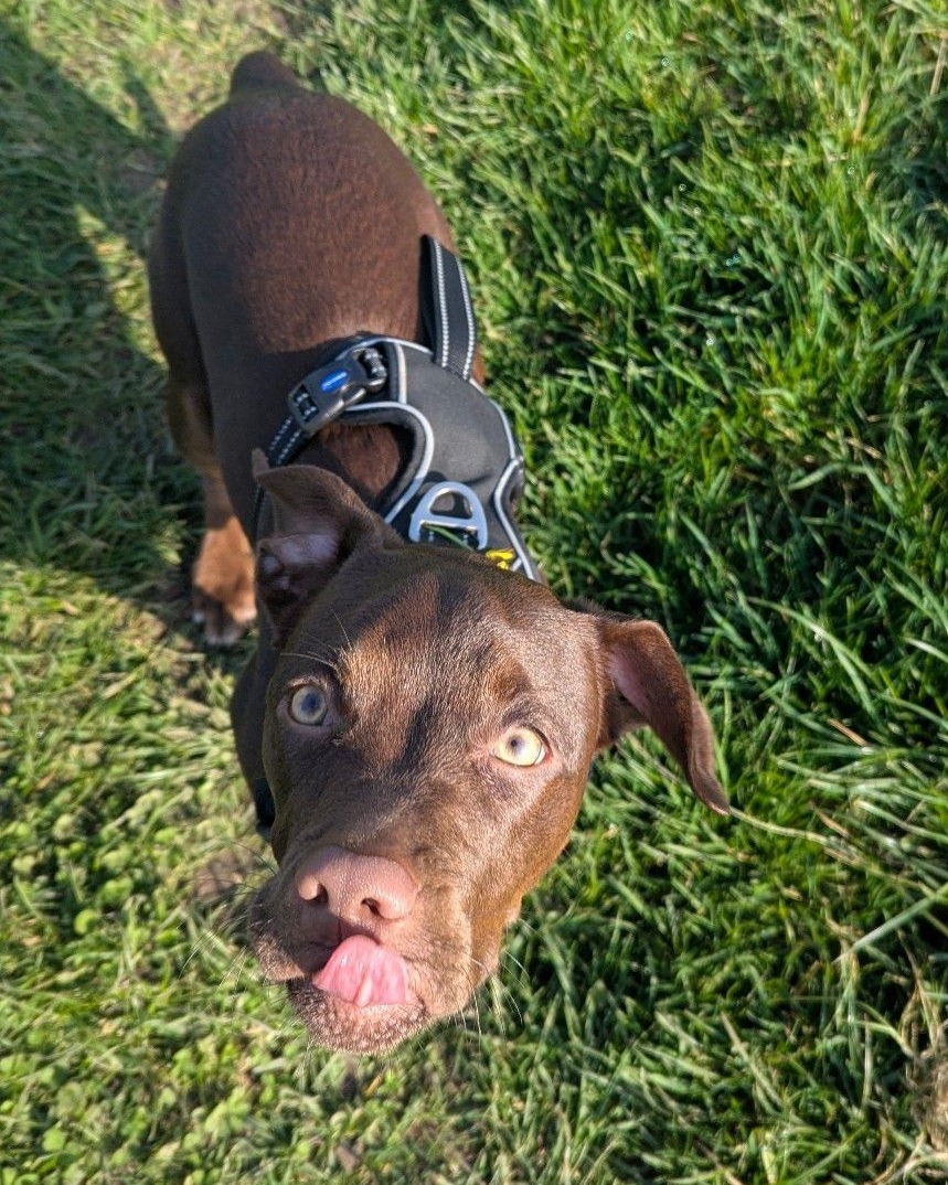 DT_Leeds's tweet photo. Little Treacle has been in her forever home for almost 9 months and she's gone from an unwanted #puppy to a treasured family member. 🥰

Are you hoping to welcome a #RescueDog into your life soon? Find out how 👉 https://t.co/n8tF3EJmTk

#AdoptDontShop #Leeds @DogsTrust https://t.co/nUfrSaewNK