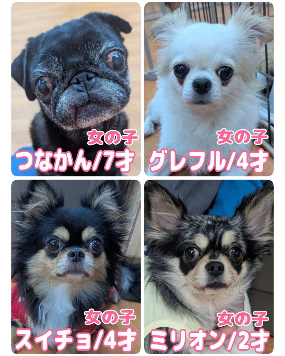 WanWanWan8611's tweet photo. ・
現在 #里親募集中 の子達です🐶
ふれあいも大歓迎💓

問い合わせはお電話で🐾
1日も早く本当の家族に出会えますように💫

#保護犬パーク長居店
#ドッグサロン 併設
📍大阪府大阪市住吉区長居東4-11-5
  日の出ビル地下1F
⏰ふれあいパーク12時～20時
🚿トリミングサロン 11時～20時
☎️06-6115-8611 https://t.co/hx60ZOGkfN