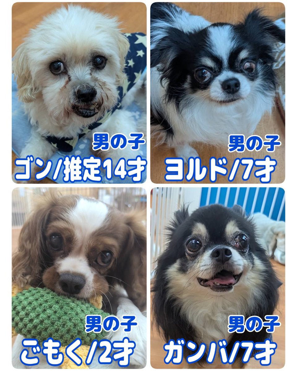WanWanWan8611's tweet photo. ・
現在 #里親募集中 の子達です🐶
ふれあいも大歓迎💓

問い合わせはお電話で🐾
1日も早く本当の家族に出会えますように💫

#保護犬パーク長居店
#ドッグサロン 併設
📍大阪府大阪市住吉区長居東4-11-5
  日の出ビル地下1F
⏰ふれあいパーク12時～20時
🚿トリミングサロン 11時～20時
☎️06-6115-8611 https://t.co/hx60ZOGkfN