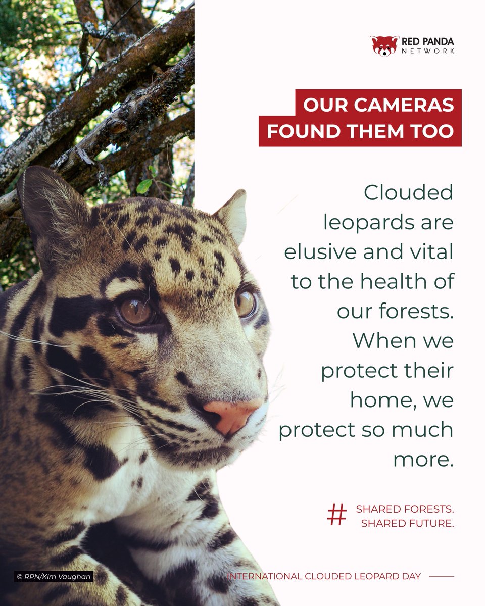 RedPandaNetwork's tweet photo. Happy International Clouded Leopard Day!

Clouded leopards and red pandas share their habitat. Our community-based red panda conservation program has directly and indirectly benefited clouded leopards. During our camera trap monitoring, there are numerous records of clouded leopards sharing the same habitat with red pandas, even the same trees for resting! Miles of anti-poaching monitoring our Forest Guardians conducts in the tough mountain terrain every year have dismantled numerous snares and traps targeted for clouded leopards. Such actions directly supported in conserving clouded leopards in their natural habitat with red pandas. To continue such vital work,we need your support. If you would like to donate for conserving these amazing creatures by sponsoring our Forest Guardians to continue their job in the mountains, please follow the link.

https://t.co/2FBx0J0xn9