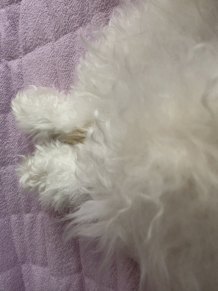 mskknk_a's tweet photo. ぽわぽわのあんよ🐾 https://t.co/Np5JftIEBC