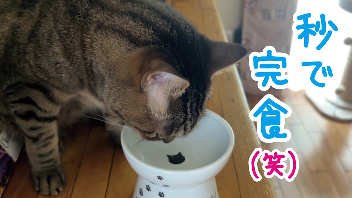 kinokonyans's tweet photo. 暑さに負けず 
今日も食欲旺盛で元気いっぱいな
しめじさんと🐈
きくらげ氏です🐈‍⬛

【動画投稿】
ご飯が一瞬で消え去る（笑）
秒速で完食するキジトラ猫と
マイペースな茶トラ猫

YouTube https://t.co/q7NxER4hAA https://t.co/85NHstUQoH