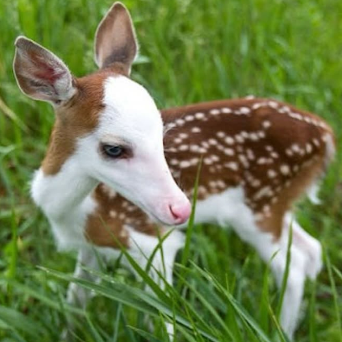 AMAZlNGNATURE's tweet photo. Not every deer is born with a brown coat

Dragon's unusual colouring made him stand out, and rescuers stepped in to help after he was found alone https://t.co/2gqLpk4sUb