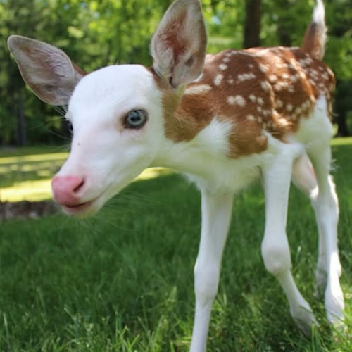 AMAZlNGNATURE's tweet photo. Not every deer is born with a brown coat

Dragon's unusual colouring made him stand out, and rescuers stepped in to help after he was found alone https://t.co/2gqLpk4sUb