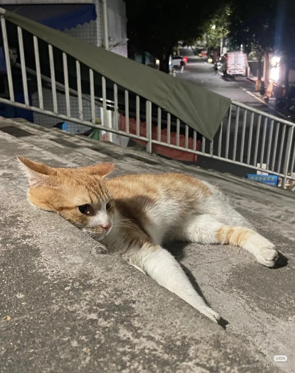 nocontextscats's tweet photo. 🥺 https://t.co/8hFlNF6teV