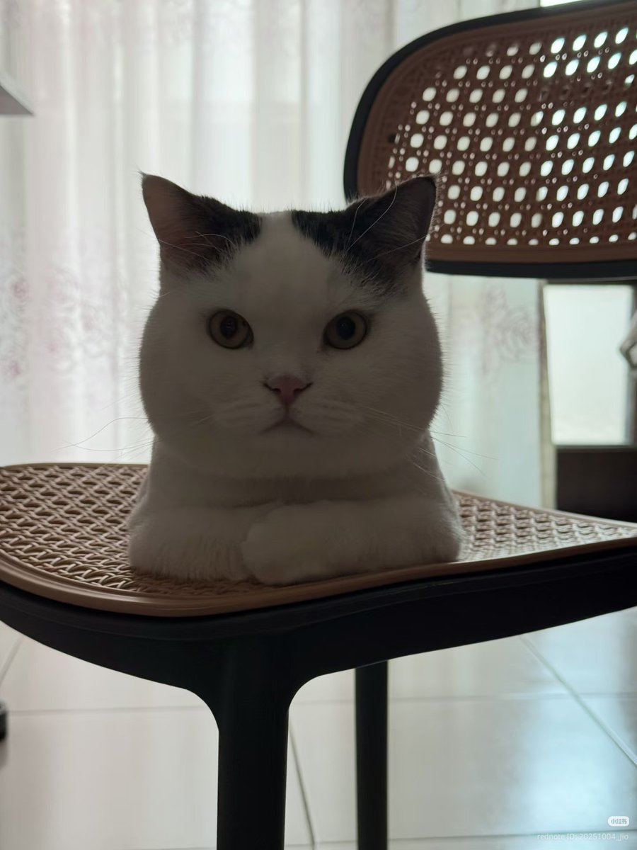 nocontextscats's tweet photo. wise https://t.co/bQhtvEVci1