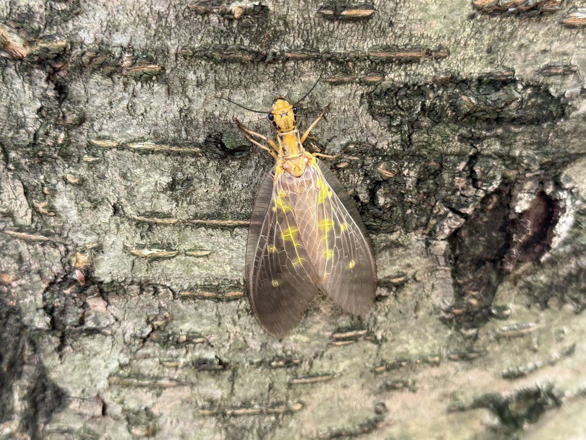 AozoraX49's tweet photo. #昆虫すごいぜ #昆虫 
先月ヘビトンボを見かけました。この昆虫場所によっては絶滅危惧種らしいですね。ちなみにヘビでもトンボでもありません https://t.co/Vg1jbBjsvR