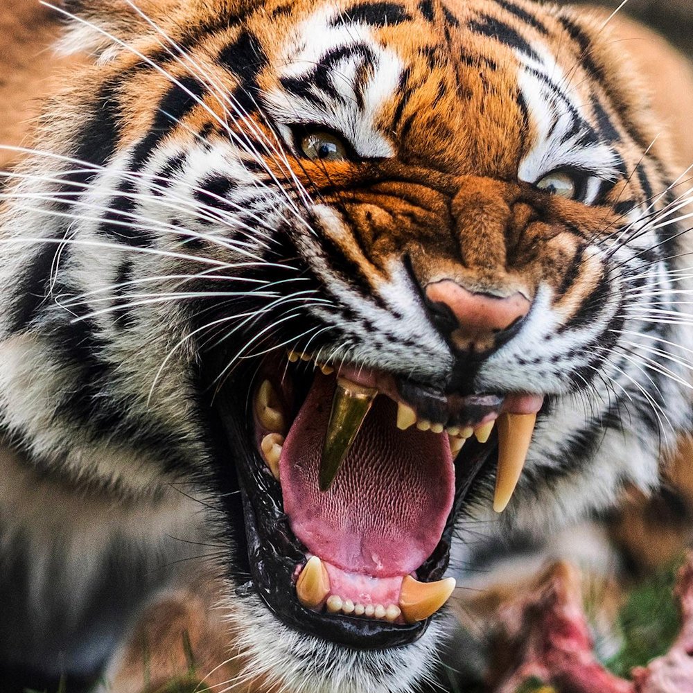 AMAZlNGNATURE's tweet photo. This tiger has a real gold tooth

After damaging one of her canine teeth, Cara received a custom-made gold crown that let her chew and play without pain again https://t.co/yHjjitglXK