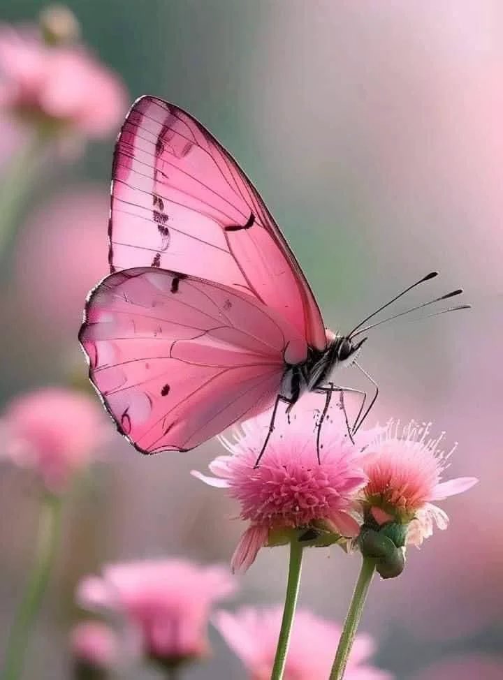 tiggylea's tweet photo. Happy Tuesday 🌸 https://t.co/nVl4M1zHR6