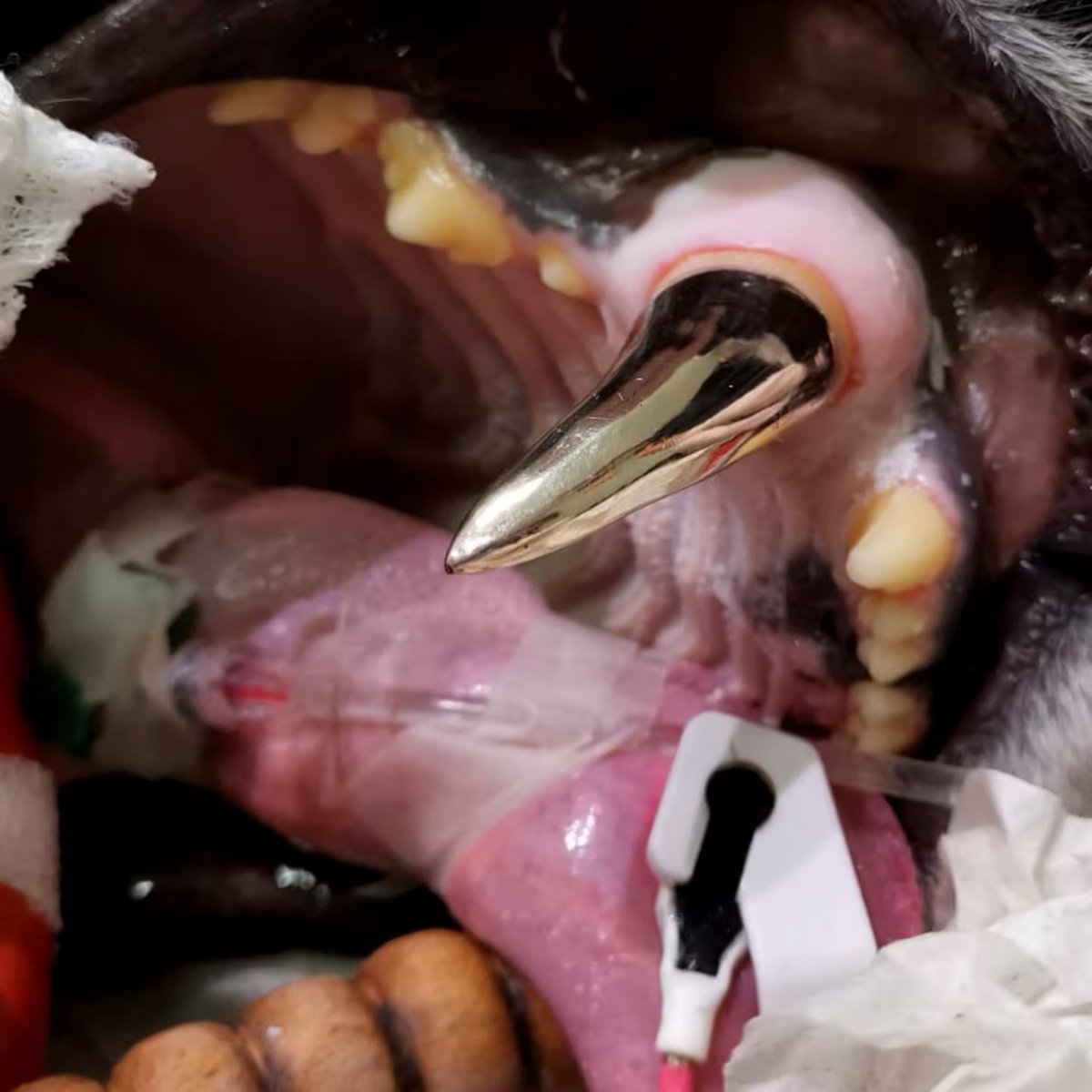 AMAZlNGNATURE's tweet photo. This tiger has a real gold tooth

After damaging one of her canine teeth, Cara received a custom-made gold crown that let her chew and play without pain again https://t.co/yHjjitglXK