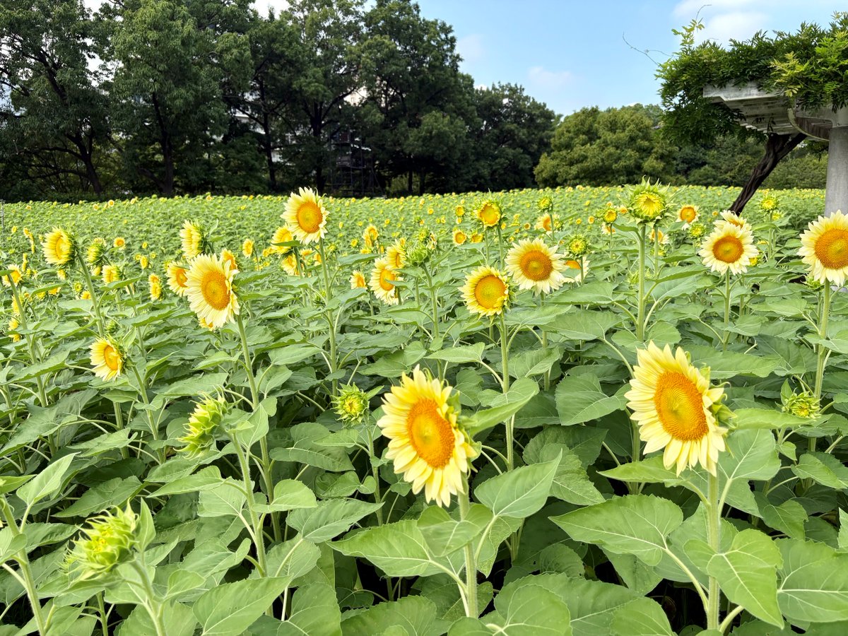 Osaka_Tabilog's tweet photo. この夏、はじめての白いひまわり🤍
🌻長居植物園 #ひまわりウィーク🌻

今年は長居植物園で初となる白いひまわりが登場✨

元気いっぱいの黄色の #ひまわり に加え
やさしく涼やかな雰囲気を楽しめます🌻🤍

開催期間中は開園時間を1時間延長❕❕
夕方の心地よい風を感じながら、
ひと味違う夏のひとときを過ごしてみませんか❔🌻

#長居植物園