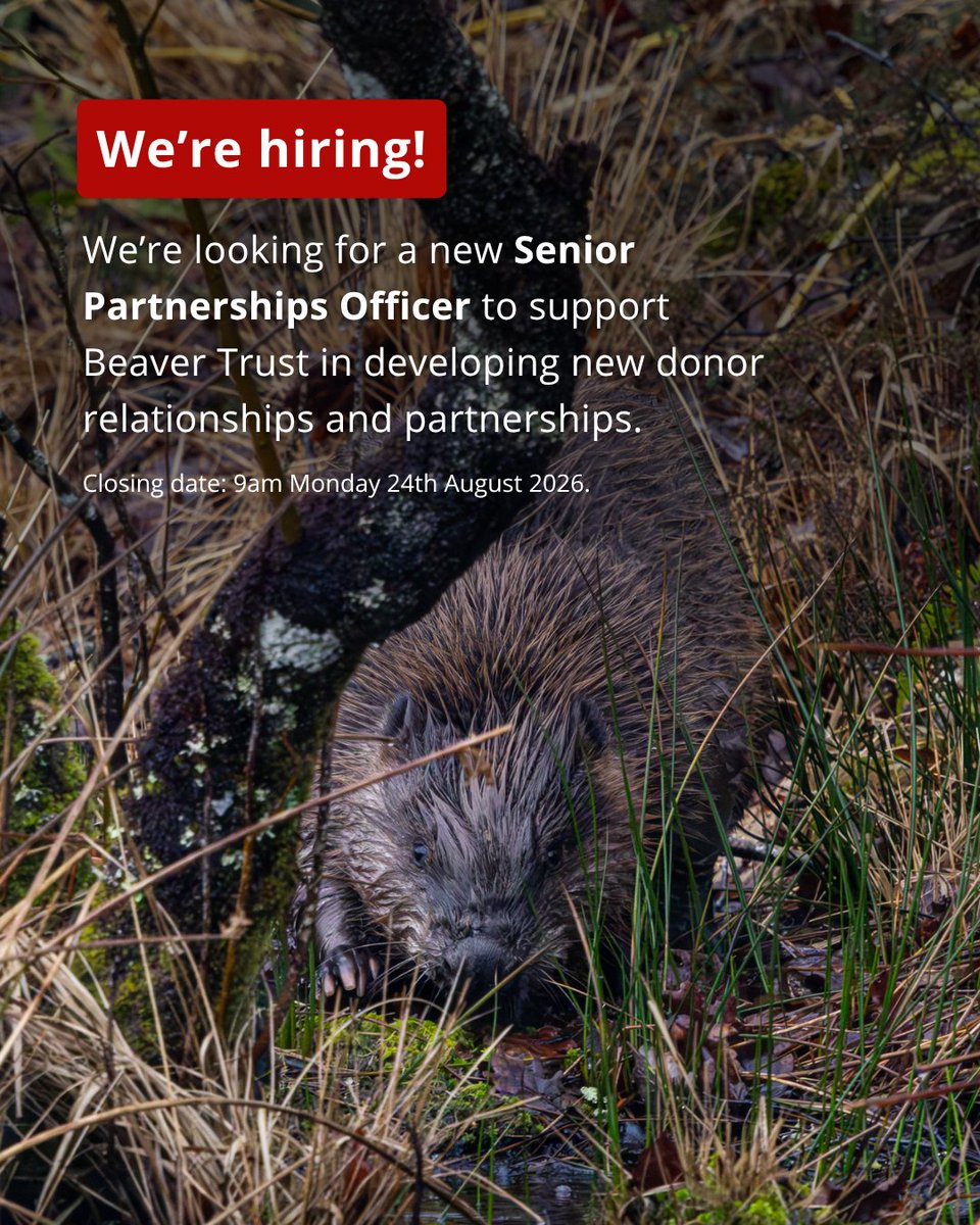 BeaverTrust's tweet photo. We’re looking for a Senior Partnerships officer to help develop new donor relationships and partnerships. Our ideal candidate has professional experience of successfully developing new major donor relationships or corporate partnerships and outstanding interpersonal skills.
1/2 https://t.co/9CwkaDjLFw