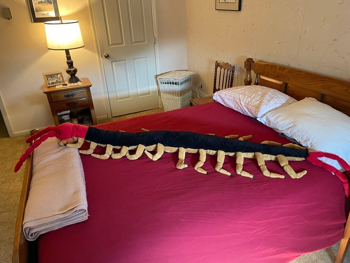 equine__dentist's tweet photo. gf’s not home you know what that means… pedes on the bed https://t.co/nJ9j86kaSq